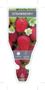 Picture of FRUIT STRAWBERRY (Fragaria ananassa)                                                                                                                  