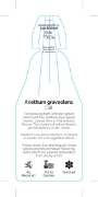 Picture of HERB DILL (Anethum graveolens)                                                                                                                        