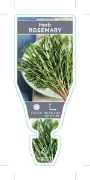 Picture of HERB ROSEMARY (Rosmarinus officinalis)                                                                                                                
