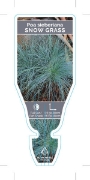 Picture of POA SIEBERIANA SNOW GRASS                                                                                                                             
