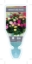 Picture of ROSE MINIATURE - MIXED PICTURE (UNNAMED VARIETY)                                                                                                      