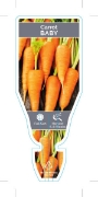 Picture of VEGETABLE CARROT BABY (Daucus carota)                                                                                                                 