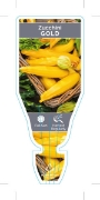 Picture of VEGETABLE ZUCCHINI GOLD (Cucurbita pepo)                                                                                                              