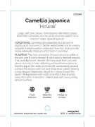 Picture of CAMELLIA HAWAII                                                                                                                                       