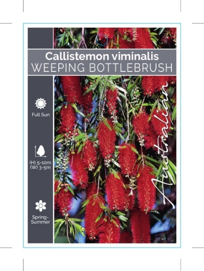 Picture of CALLISTEMON VIMINALIS WEEPING BOTTLEBRUSH                                                                                                             