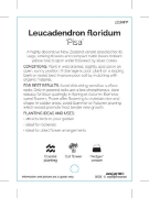 Picture of LEUCADENDRON FLORIDUM PISA                                                                                                                            