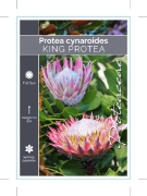 Picture of PROTEA CYNAROIDES KING PROTEA                                                                                                                         