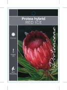 Picture of PROTEA RED ICE                                                                                                                                        