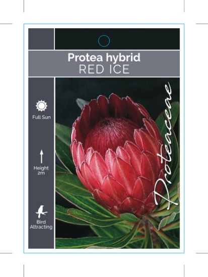 Picture of PROTEA RED ICE                                                                                                                                        