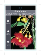 Picture of EUCALYPTUS LEUCOXYLON LARGE FRUITED YELLOW GUM                                                                                                        