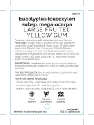 Picture of EUCALYPTUS LEUCOXYLON LARGE FRUITED YELLOW GUM                                                                                                        