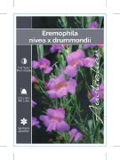 Picture of EREMOPHILA NIVEA X DRUMMONDII                                                                                                                         