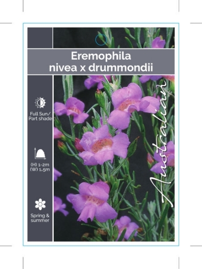 Picture of EREMOPHILA NIVEA X DRUMMONDII                                                                                                                         