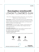Picture of EUCALYPTUS WOODWARDII LEMON FLOWERED GUM                                                                                                              