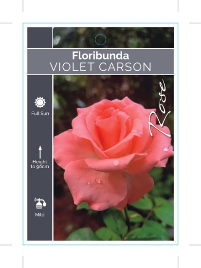 Picture of ROSE VIOLET CARSON (FL)                                                                                                                               