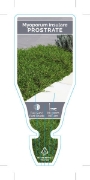 Picture of MYOPORUM INSULARE PROSTRATE                                                                                                                           