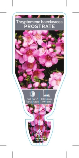 Picture of THRYPTOMENE BAECKEACEA PROSTRATE                                                                                                                      