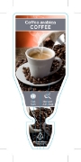 Picture of COFFEA ARABICA COFFEE PLANT                                                                                                                           