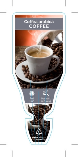 Picture of COFFEA ARABICA COFFEE PLANT                                                                                                                           