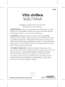 Picture of FRUIT GRAPE TABLE SULTANA                                                                                                                             