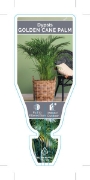 Picture of PALM DYPSIS LUTESCENS GOLDEN CANE (SYN. CHRYSALIDOCARPUS)                                                                                             