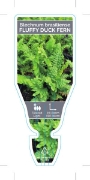 Picture of FERN BLECHNUM FLUFFY DUCK                                                                                                                             