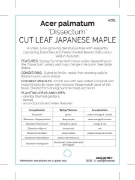 Picture of ACER PALMATUM DISSECTUM CUT LEAF JAPANESE                                                                                                             