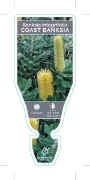 Picture of BANKSIA INTEGRIFOLIA COAST BANKSIA                                                                                                                    