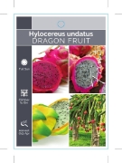 Picture of FRUIT DRAGON FRUIT Hylocereus undatus                                                                                                                 
