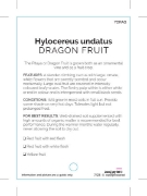 Picture of FRUIT DRAGON FRUIT Hylocereus undatus                                                                                                                 