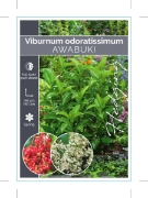 Picture of VIBURNUM ODORATISSIMUM AWABUKI                                                                                                                        