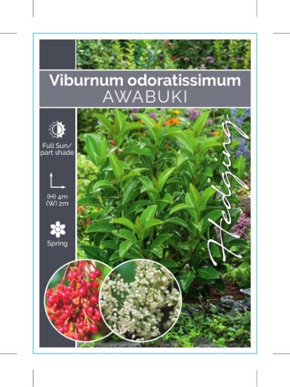 Picture of VIBURNUM ODORATISSIMUM AWABUKI                                                                                                                        