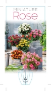 Picture of ROSE MINIATURE - MIXED PICTURE (UNNAMED VARIETY)                                                                                                      