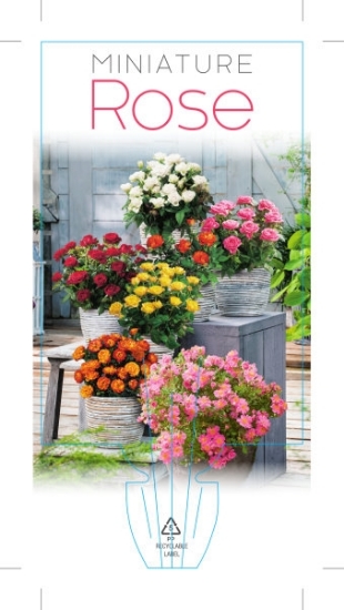 Picture of ROSE MINIATURE - MIXED PICTURE (UNNAMED VARIETY)                                                                                                      