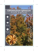 Picture of CITHAREXYLUM SPINOSUM FIDDLEWOOD                                                                                                                      