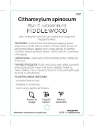 Picture of CITHAREXYLUM SPINOSUM FIDDLEWOOD                                                                                                                      