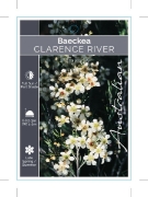 Picture of BAECKEA SP. CLARENCE RIVER WEEPING BAECKEA                                                                                                            