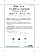 Picture of BAECKEA SP. CLARENCE RIVER WEEPING BAECKEA                                                                                                            