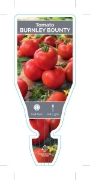 Picture of VEGETABLE TOMATO BURNLEY BOUNTY (Lycopersicon esculentum)                                                                                             