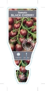 Picture of VEGETABLE TOMATO HEIRLOOM BLACK CHERRY (Lycopersicon esculentum)                                                                                      