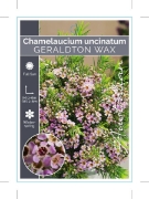 Picture of CHAMELAUCIUM UNCINATUM GERALDTON WAX                                                                                                                  
