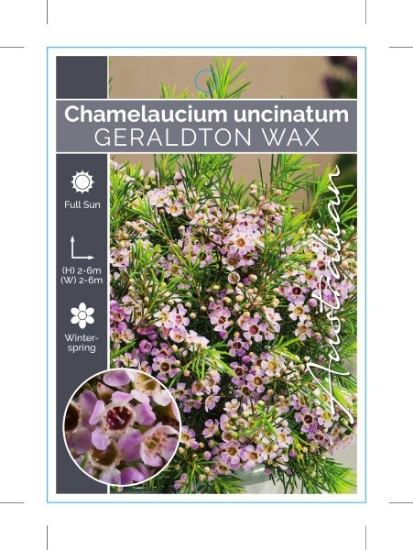 Picture of CHAMELAUCIUM UNCINATUM GERALDTON WAX                                                                                                                  