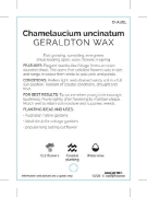 Picture of CHAMELAUCIUM UNCINATUM GERALDTON WAX                                                                                                                  