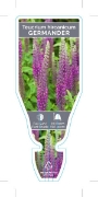 Picture of TEUCRIUM HIRCANICUM GERMANDER                                                                                                                         
