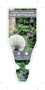 Picture of COROKIA COTONEASTER                                                                                                                                   
