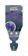 Picture of LAVANDULA ANGUSTIFOLIA ENGLISH LAVENDER                                                                                                               