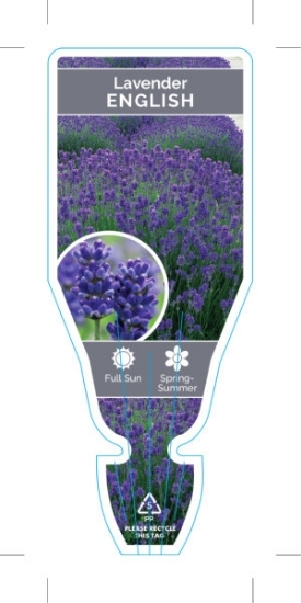 Picture of LAVANDULA ANGUSTIFOLIA ENGLISH LAVENDER                                                                                                               