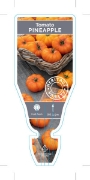 Picture of VEGETABLE TOMATO HEIRLOOM PINEAPPLE (Lycopersicon esculentum)                                                                                         