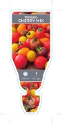 Picture of VEGETABLE TOMATO CHERRY MIX (Lycopersicon esculentum)                                                                                                 