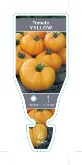 Picture of VEGETABLE TOMATO YELLOW (Lycopersicon esculentum)                                                                                                     